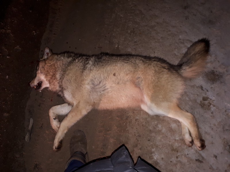 Под Ухтой беременная женщина за рулем сбила гигантского волка 