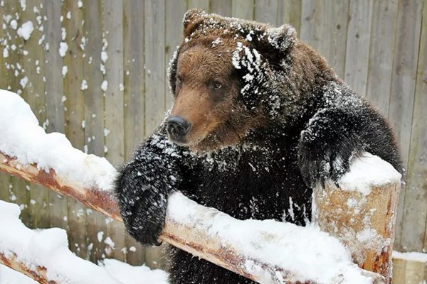 В Троицко-Печорском районе разрешили отстрелить трех медведей