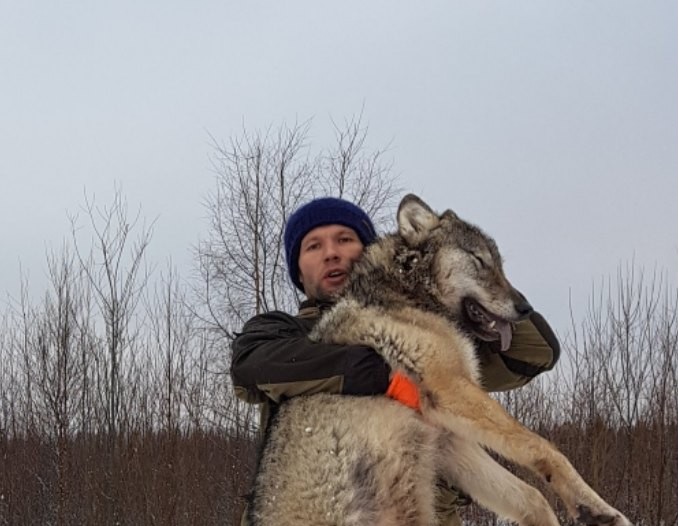 На границе Сыктывкара и Сыктывдинского района добыт крупный волк 