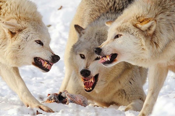 В Межадоре восемь волков пришли к собаке в вольере 