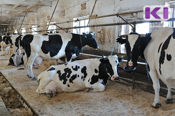 В Коми продолжают расти суточные надои молока