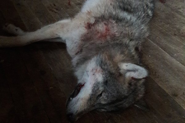 Кровь за кровь: в Объячево после нападения на собаку подстрелили крупного волка