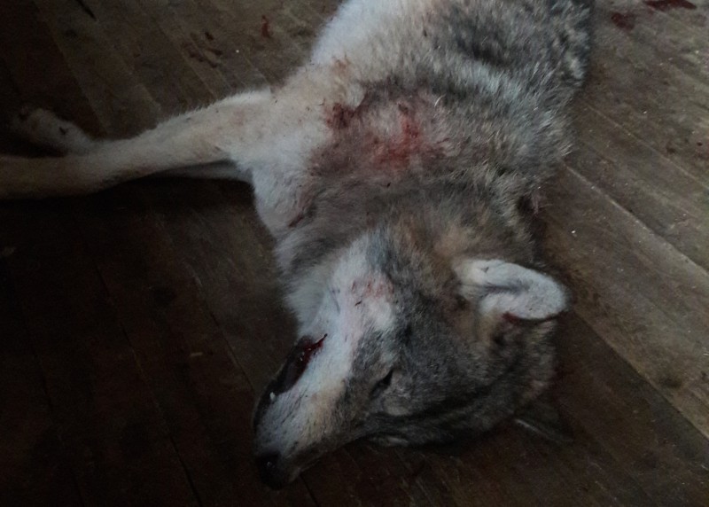 Кровь за кровь: в Объячево после нападения на собаку подстрелили крупного волка