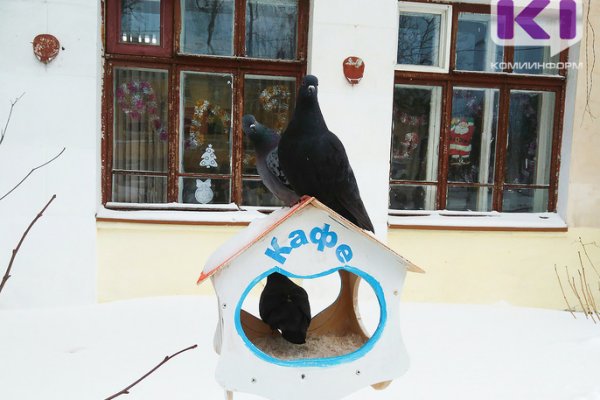 Жителям Коми рекомендуют не кормить голубей 