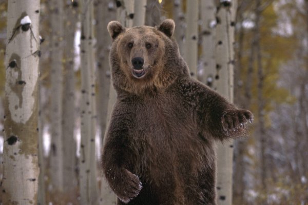 В Удорском районе отстрелят не успевшего нагулять жир медведя 