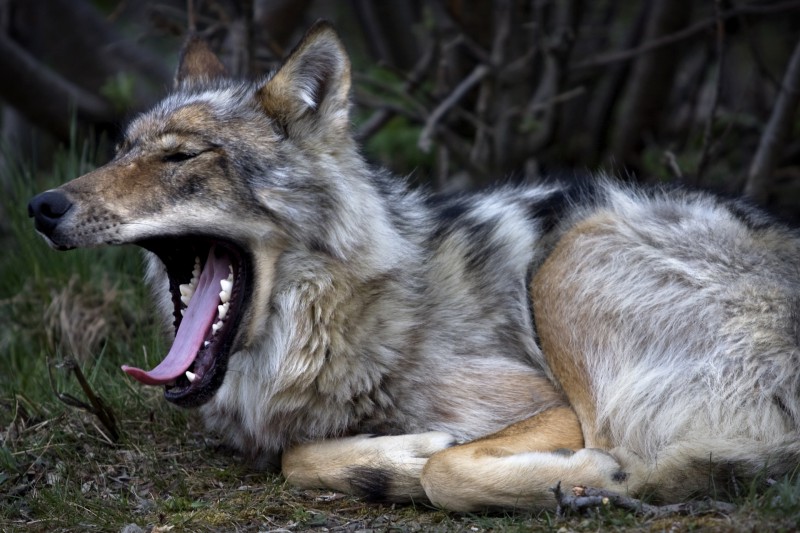Средь бела дня: в Прилузье по селам слоняются ленивые волки 