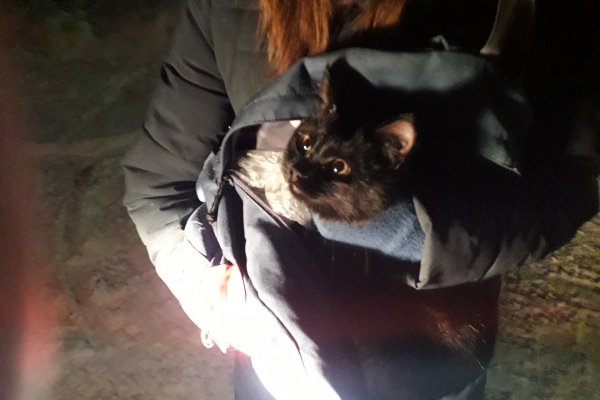 Спасательная операция по освобождению кота Макса развернулась в Сыктывкаре
