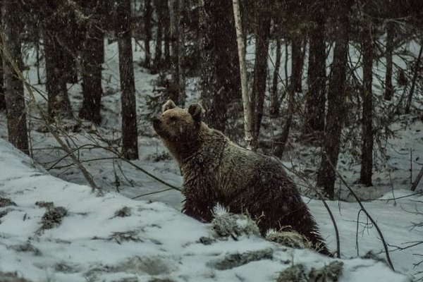 В Троицко-Печорске готовы оперативно принять меры по отстрелу медведя у очистных сооружений