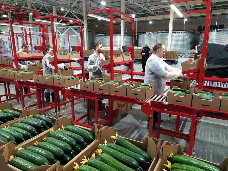 В Сосногорских теплицах в декабре соберут почти 500 тонн урожая
