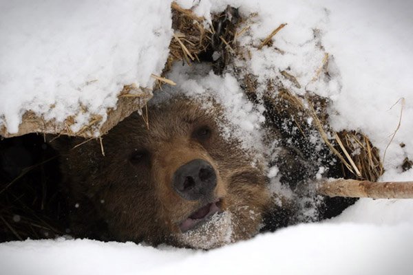 В Троицко-Печорском районе отстрелили медведицу