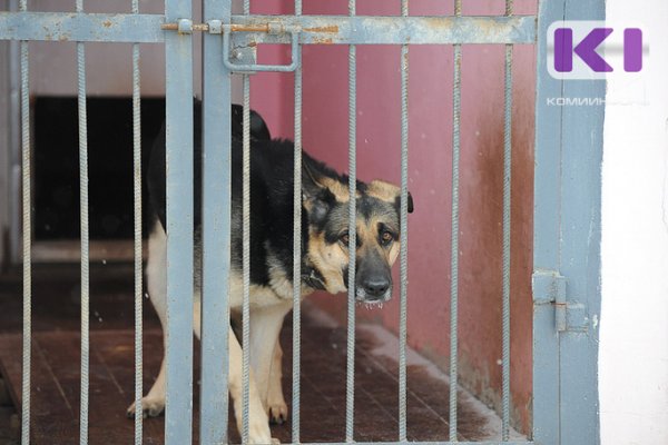 В Княжпогостском районе продолжится отлов собак