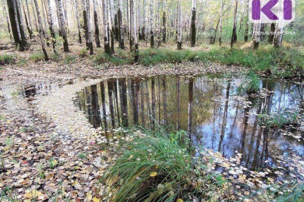 Спикер Госсовета Коми предложила исключить болота из особо охраняемых природных территорий