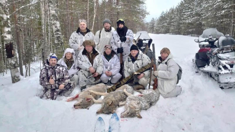 В Усть-Вымском районе за одну облаву добыли трех крупных волков
