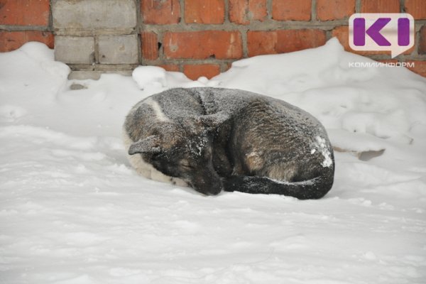 Отлов бездомных животных в Эжвинском районе Сыктывкара обойдется в миллион рублей