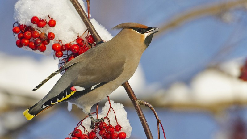 Из-за теплых зим птицы перестали улетать на зимовку из Коми