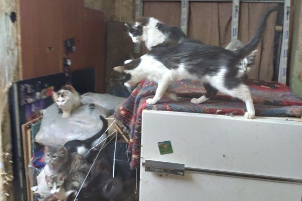 Воркутинские зоозащитники не могут выловить трех кошек в квартире