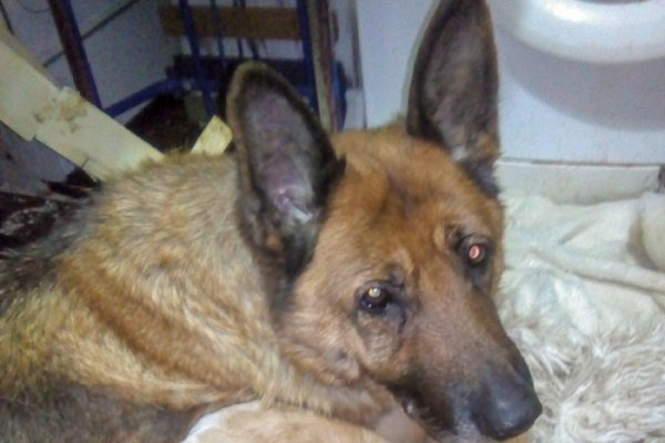 В Печоре полиция проводит проверку по факту конфликта зоозащитницы и владельца собак 