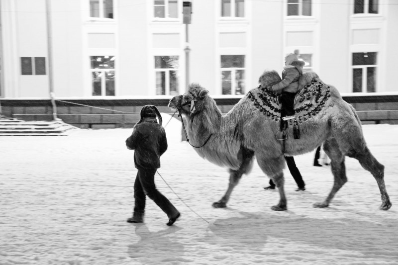 Верблюд Мартин со Стефановской площади покинет Сыктывкар
