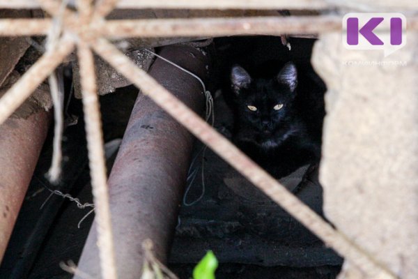 Сыктывкарские спасатели не смогли остаться равнодушными к застрявшей в подвале кошке