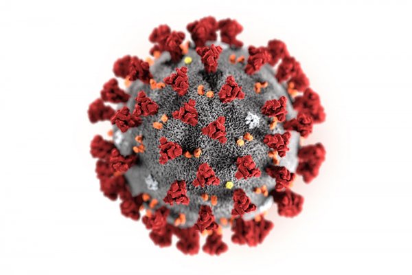 Ученые из Сингапура заявили о мутации коронавируса

 