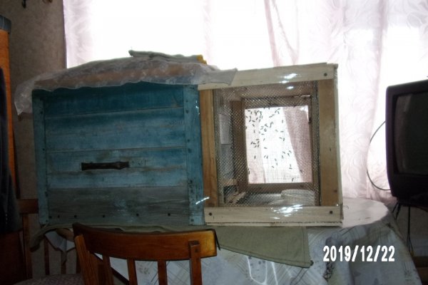 Житель Прилузского района Коми поселил дома пчел 