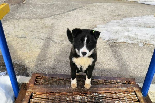Ухтинские зоозащитники заявляют о плохом содержании отловленных собак 