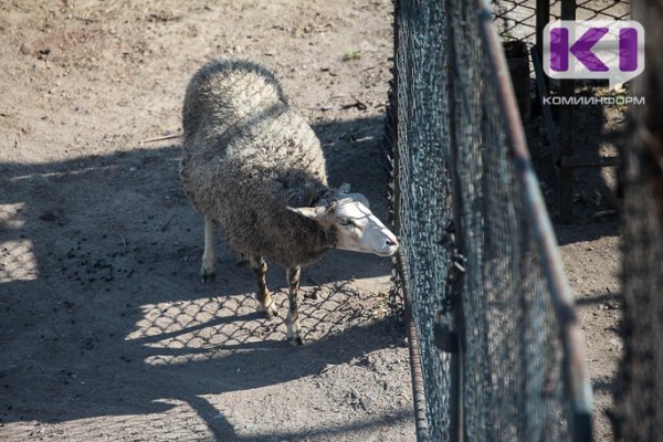 В Усть-Вымском районе фермер незаконно избавился от трупа овцы