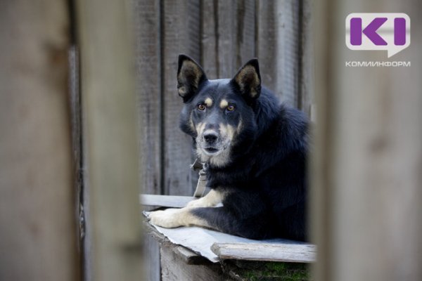 В Ижемском районе определен подрядчик на отлов безнадзорных собак