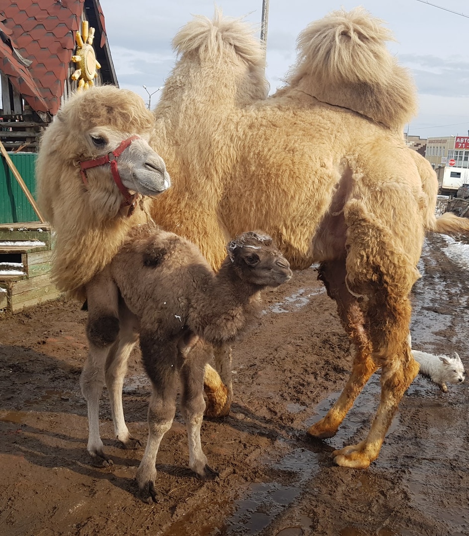 В Сыктывкаре родился верблюжонок | Комиинформ