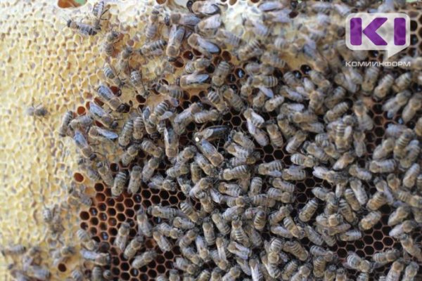 В Коми пчел тоже переводят на самоизоляцию