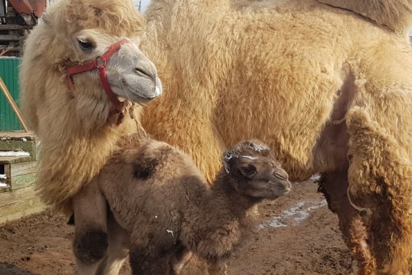 Сыктывкарского верблюжонка хотят назвать Северином