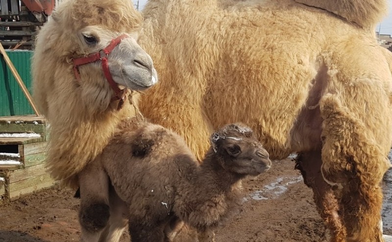 Сыктывкарского верблюжонка хотят назвать Северином
