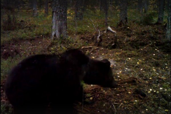 Камеры Печоро-Илычского заповедника сняли медведя-каннибала 