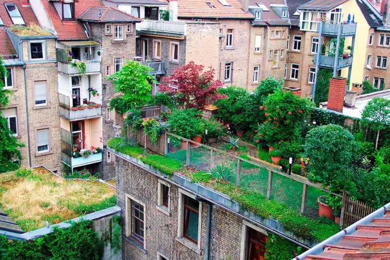 Сыктывкарцы в новых условиях жизни предлагают разбить сады на крышах домов 