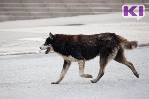 Суд обязал мэрию Усинска возместить моральный вред ребенку за укус собаки