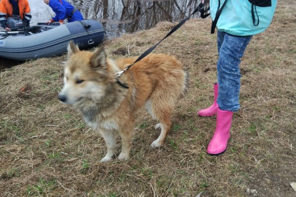 В Ухте спасли собаку, привязанную на острове к кустам 