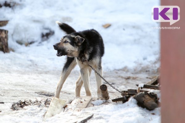 Россельхознадзор Коми рекомендует владельцам кошек и собак вакцинировать животных против бешенства