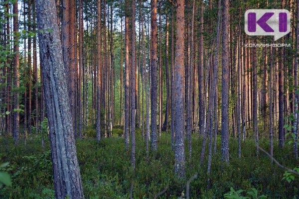 Ухтинские спасатели отыскали на болоте заблудившегося охотника 