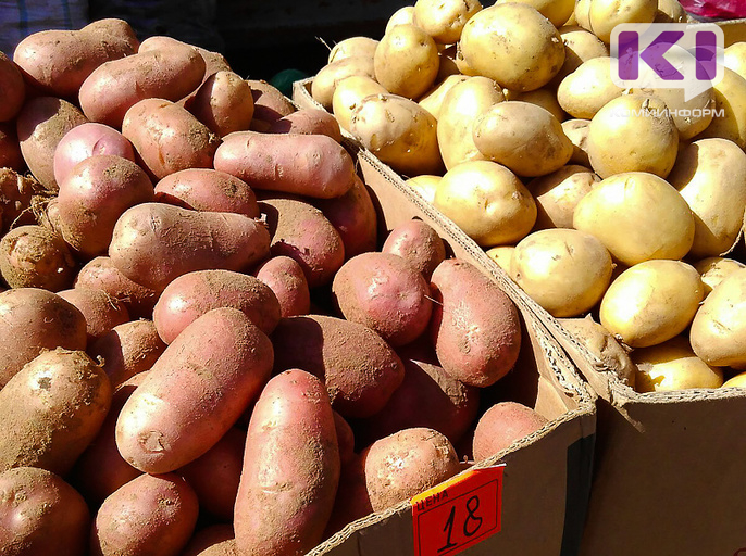 Дачниками Коми рекомендовали 29 сортов картофеля