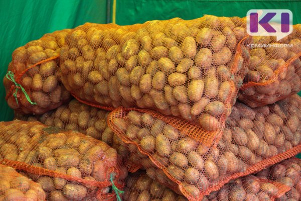 Россельхознадзор по Коми: как выбрать семенной картофель