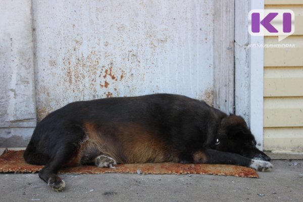 На отлов бездомных собак в Сосногорском районе направлено 900 тыс. рублей
