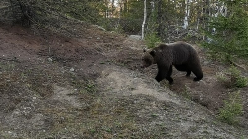 Медведя в Вуктыле взяли на контроль местные власти 