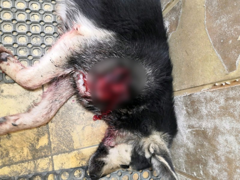 В Ухте спасли бездомных собак с пулевыми ранениями