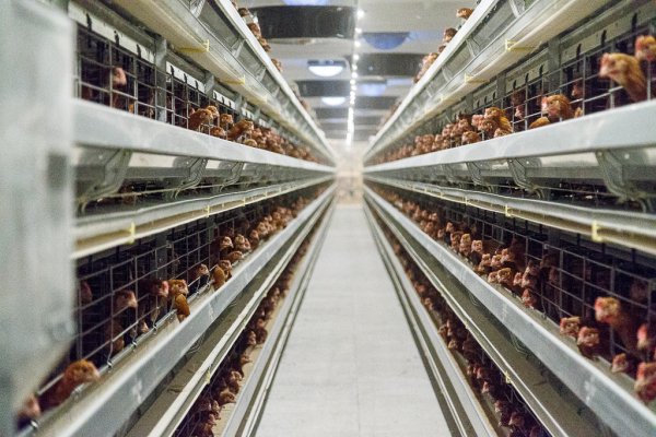 Кипрская компания проиграла апелляцию в деле птицефабрики 