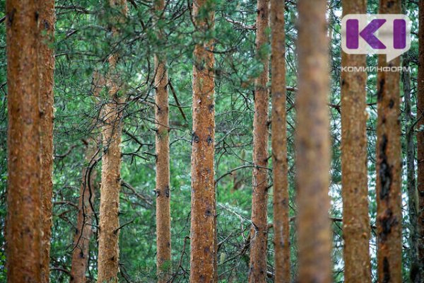 Жителя Прилузья будут судить за незаконную рубку 333 сосен и сбыт древесины