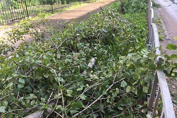 В Сыктывкаре убирают аварийные деревья