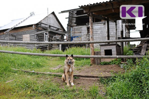 Житель Сысольского района жестоко убил собаку односельчанки