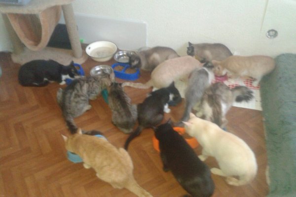 Кошки за окошком: в ухтинской квартире поселились 30 кошек, соседи в шоке