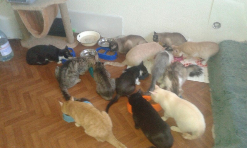 Кошки за окошком: в ухтинской квартире поселились 30 кошек, соседи в шоке