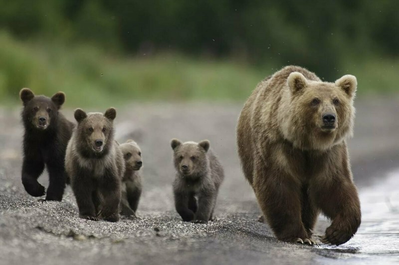 В Усть-Куломском районе к людям пришли пять медведей 